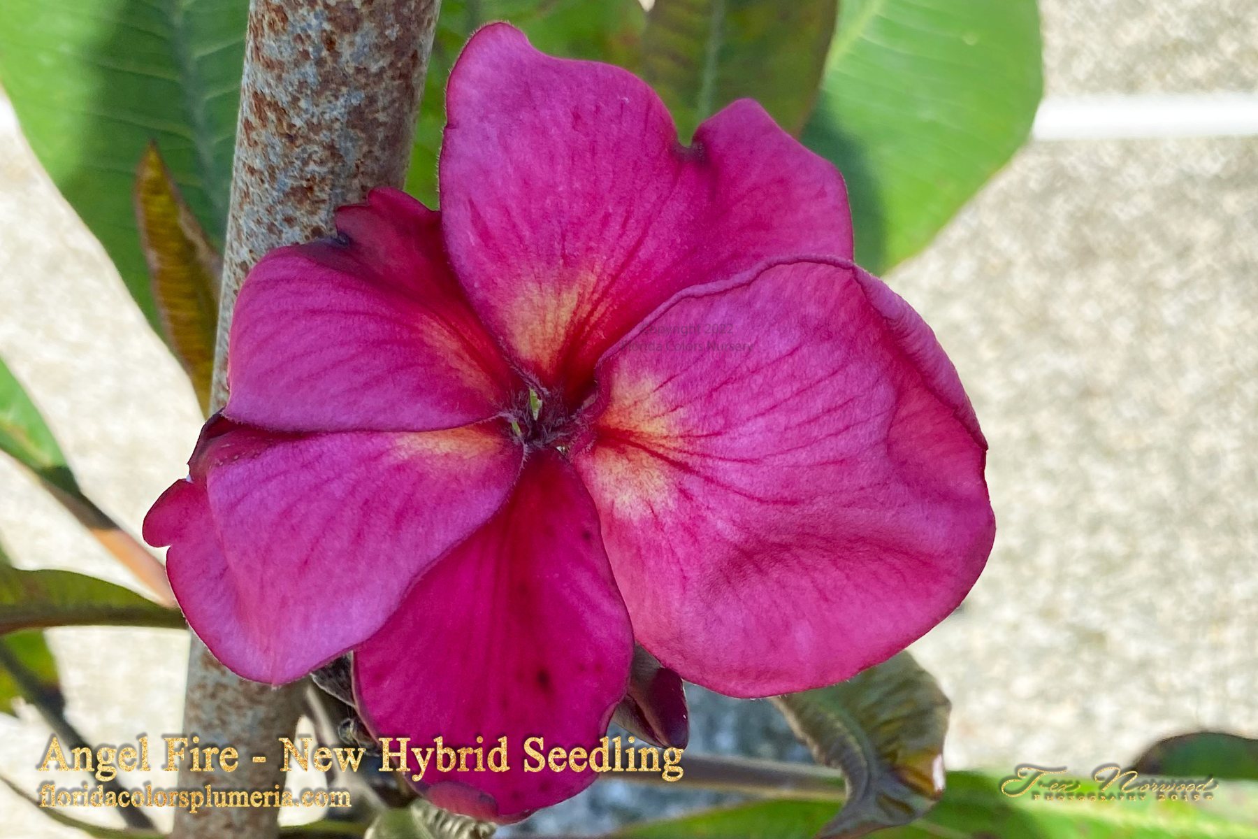 Angel Fire FCN Camelot seedling bloom