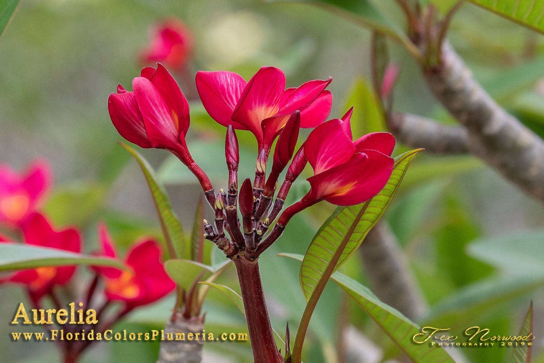 Aurelia TK FCN Emerson Pink Nova seedling bloom