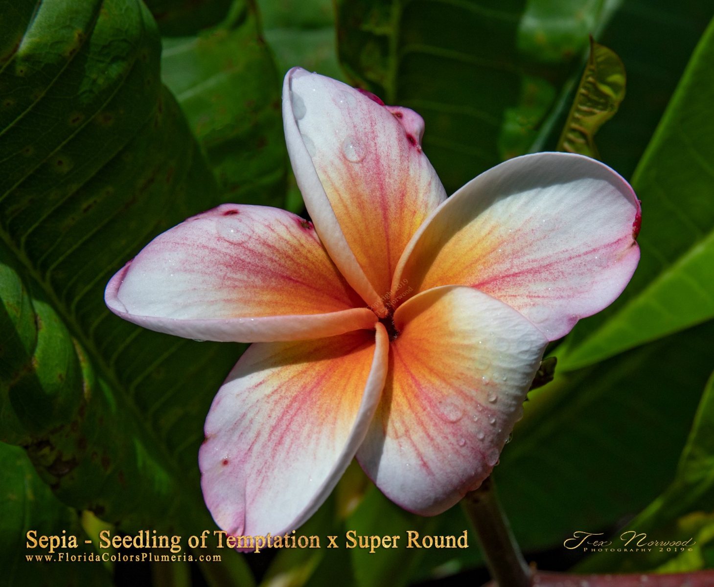 Sepia FCN Super Round x Temptation seedling bloom