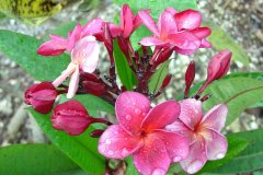 Abby's Ruby - FCN