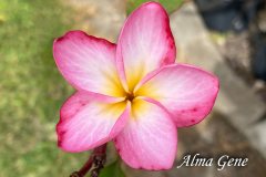 Alma Gene - FCN Peppermint Twist