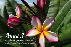 Anna S - FCN Pink Pansy