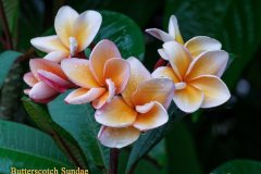 Butterscotch Sundae - FCN