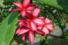 Capriccio - FCN Miami Rose
