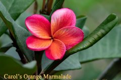 Carol's Orange Marmalade - FCN, J115