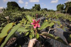Clare Corre Seedlings -FCN