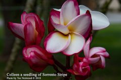 Colleen - FCN, Sorrento Stripe