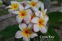 Cross Key - FCN