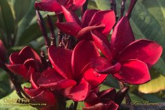 Cupids Fire - FCN, Nathanal