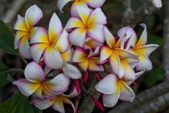 Daisys Rainbow - FCN
