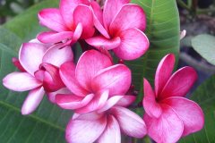 Doris Yvette - FCN Pink Pansy