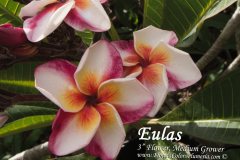 Eulas (Danny 07 #1, #7) - FCN