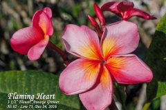 Flaming Heart - FCN, Mango Brush
