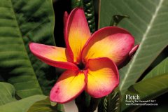 Fletch - TK FCN Mardi Gras