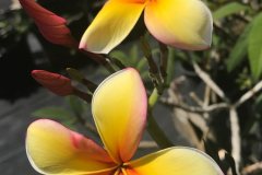 Gabby's Star - FCN, Jack's Compact Yellow