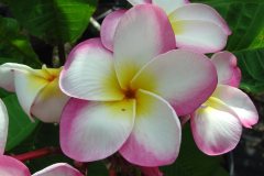 Gabrielle - 350 FCN Maui Beauty