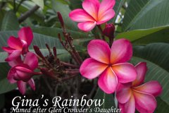 Gina's Rainbow - FCN