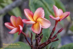 Happy Birthday - FCN