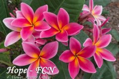 Hope - TK FCN, White Shell