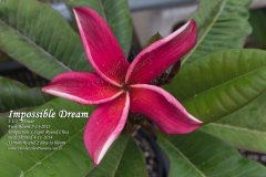 Impossible Dream - FCN J115xPC33