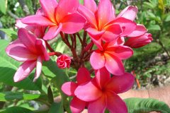 Irma Johnson - FCN Maui Beauty