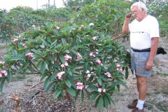 Jeanette - 354 - FCN