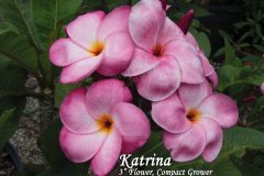 Katrina - 123 - FCN