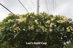 Luc's Gold Cup - 352 FCN