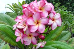 Luc's Magnum Opus - FCN Pink Pansy