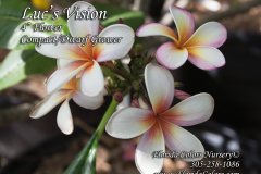 Luc's Vision - FCN