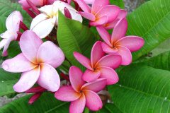 Marion B - FCN Pink Pansy