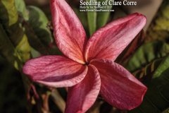 Merlot - FCN Clare Corre