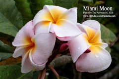 Miami Moon - FCN