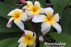 Moonshadow - FCN Aztec Gold
