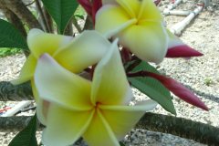 Muriel de Paris - FCN Maui Beauty