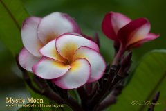 Mystic Moon - FCN, J115