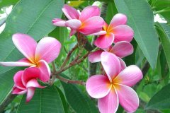 Okechoobee Pink - FCN