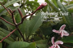 Peppermint Twist - FCN