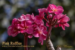 Pink Ruffles - 356 - FCN Pink Pansy