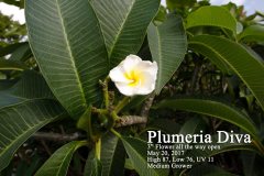 Plumeria Diva - FCN