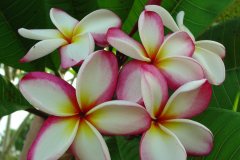 Plumeria Don - FCN