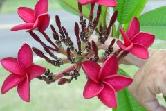 Pompano Pink - 357 - FCN