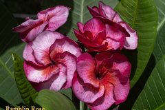 Ramblin Rose - FCN, J115