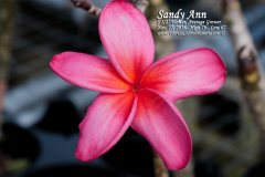 Sandy Ann - FCN - Mardi Gras