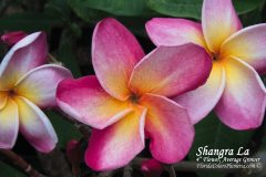 Shangri La - FCN