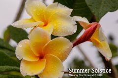 Summer Solstice - FCN