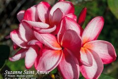 Suzanne Saint Amour - FCN Carmen