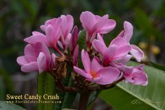 Sweet Candy Crush - FCN