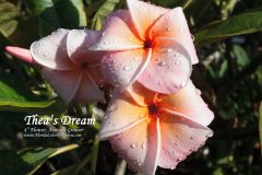 Theas Dream - FCN