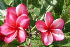 University Cherry Pink - FCN